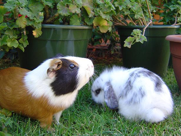 Cobayas y conejos, dos de vida en común | El Blog Mascotas