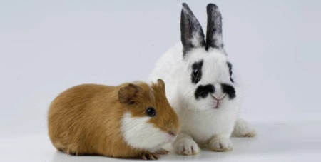 Cobayas y conejos como mascotas, el porqué de un sí quiero | El Blog de las  Mascotas